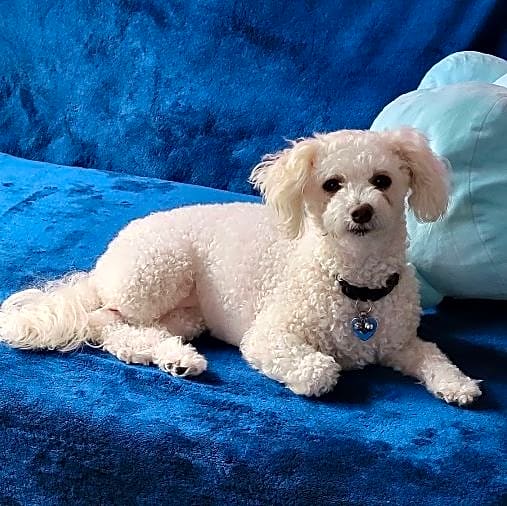 Photo of Lilly
