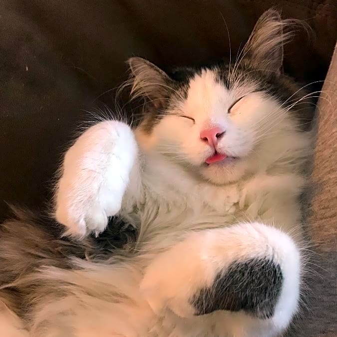 Photo of Juju