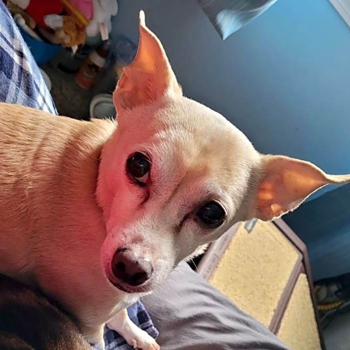 Photo of Romeo