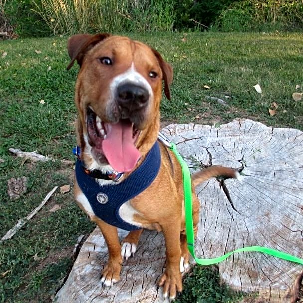 Photo of Herbie