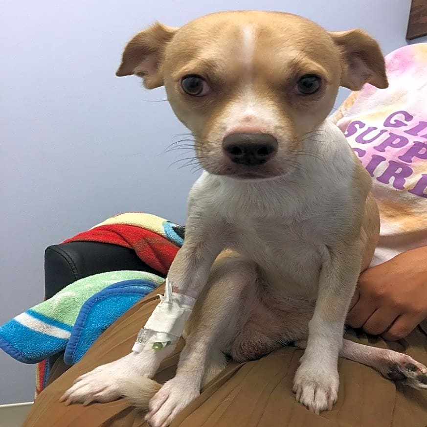 Photo of Biscuit