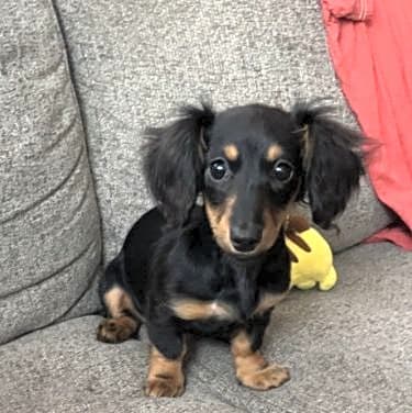 Photo of Lila