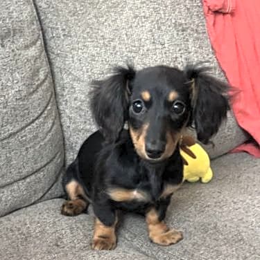 Photo of Lila