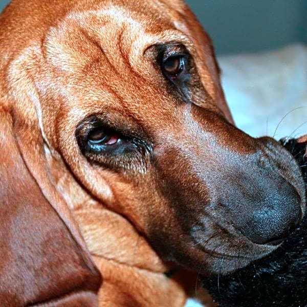 Photo of Hank