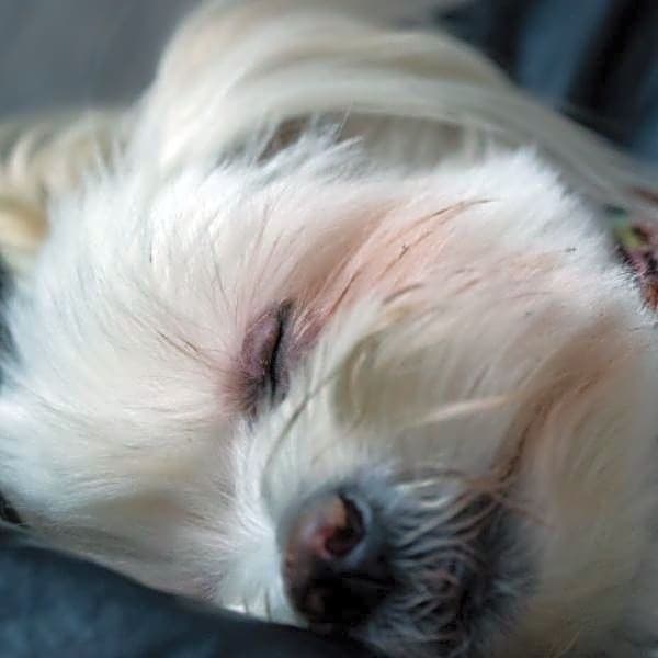 Photo of Inyo