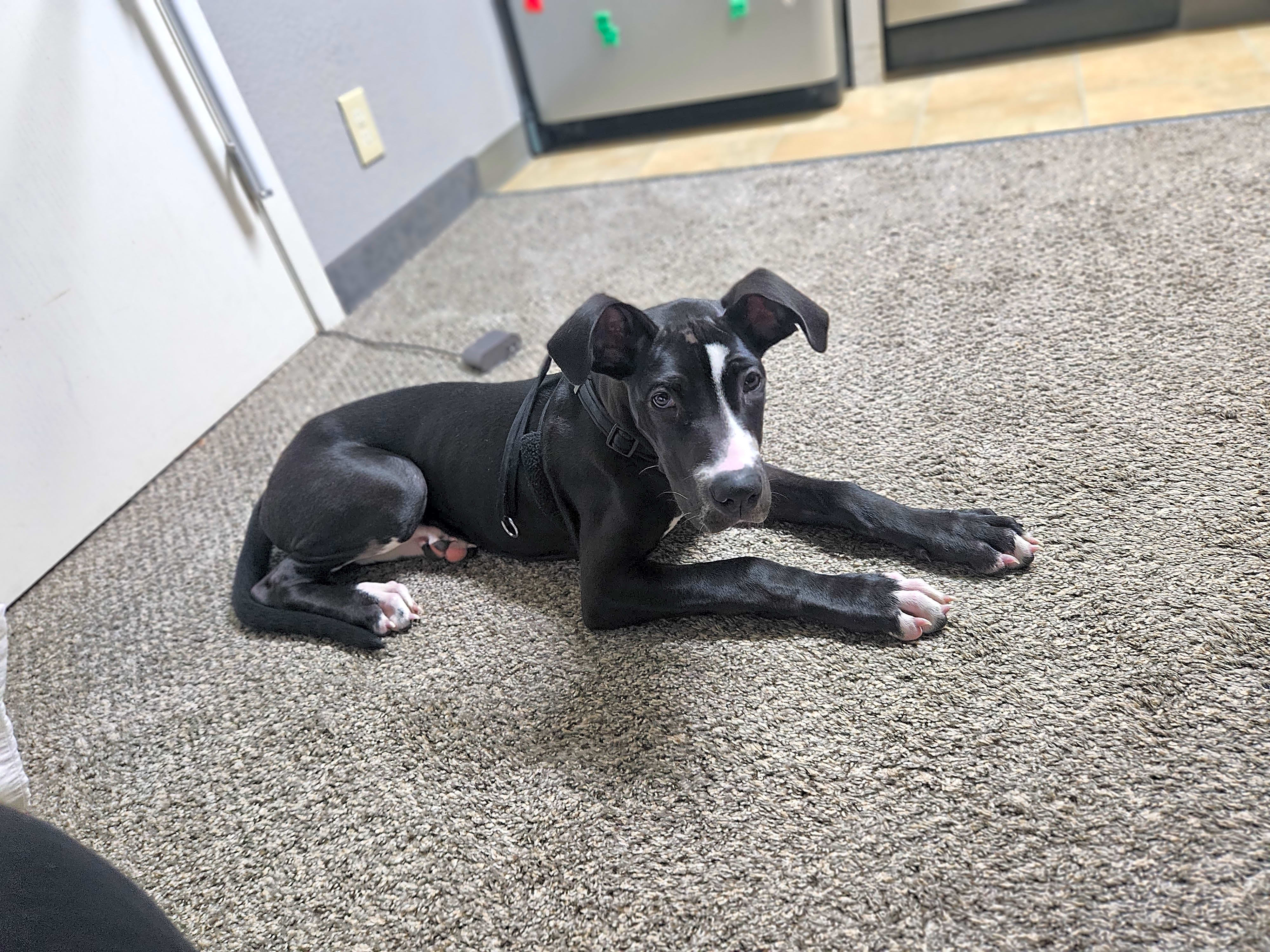 Photo of Mocha