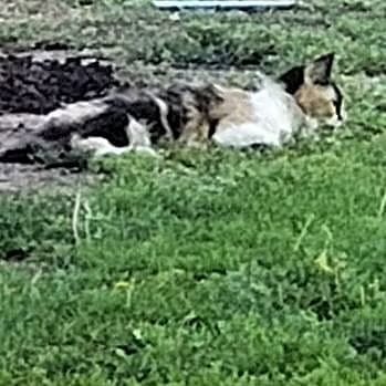 Photo of Stray Kitty Minas Sister