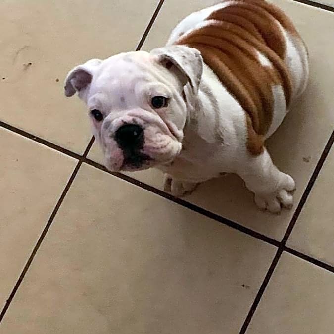 Photo of Appa