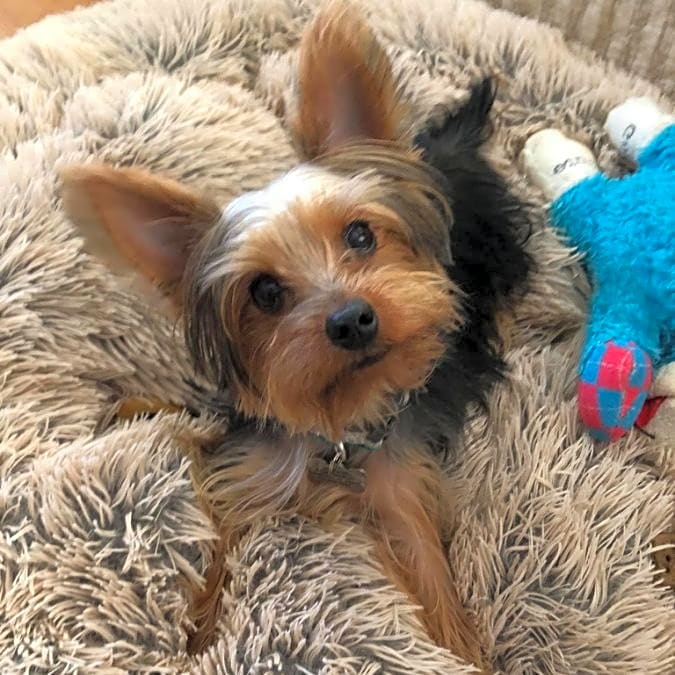 Photo of Archie