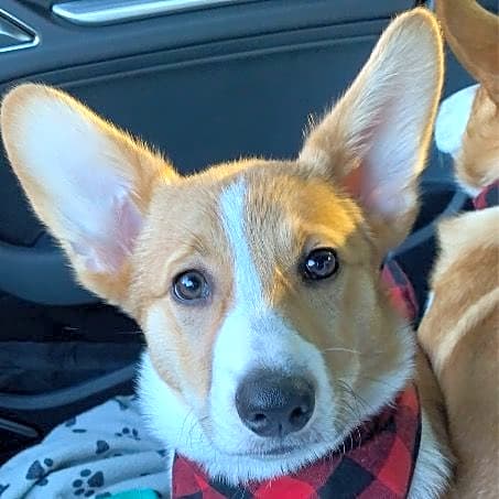 Photo of Cooper