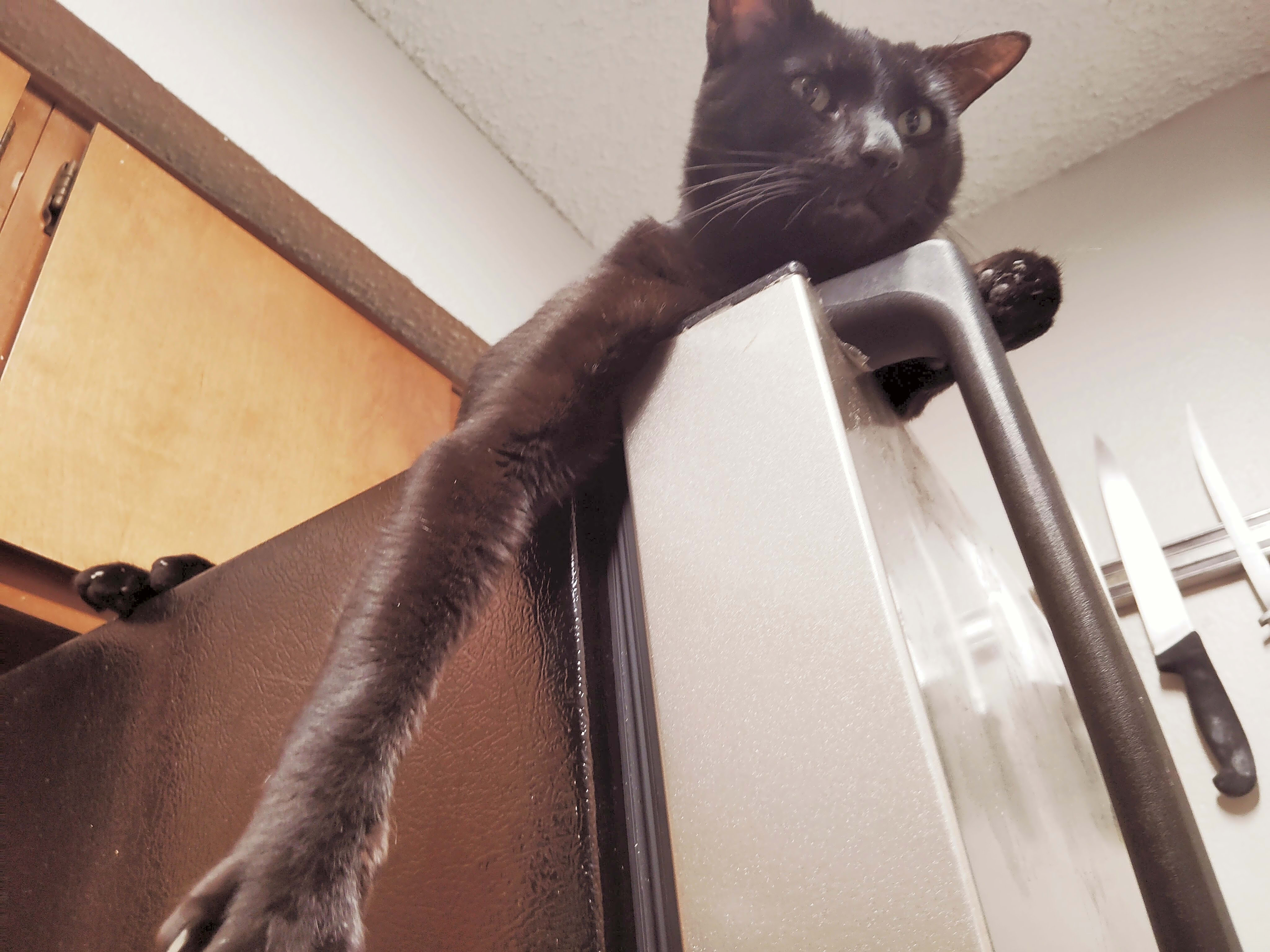 Photo of Bagheera