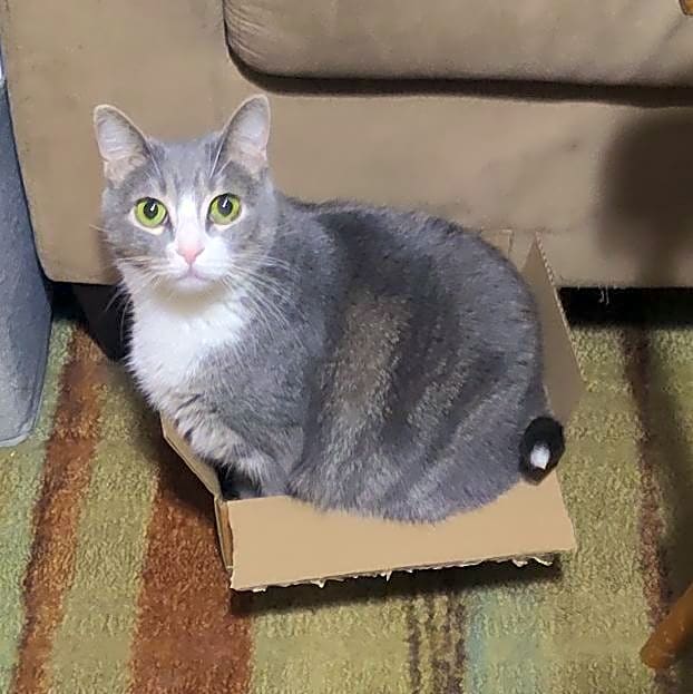 Photo of Kitty-kitty Mau-mau