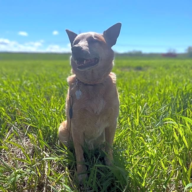 Photo of Harley