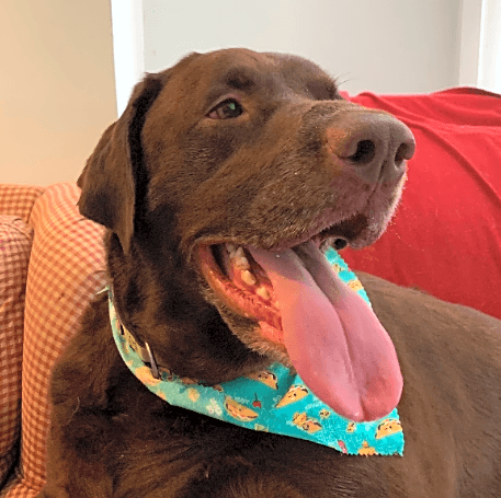 Photo of Buddy