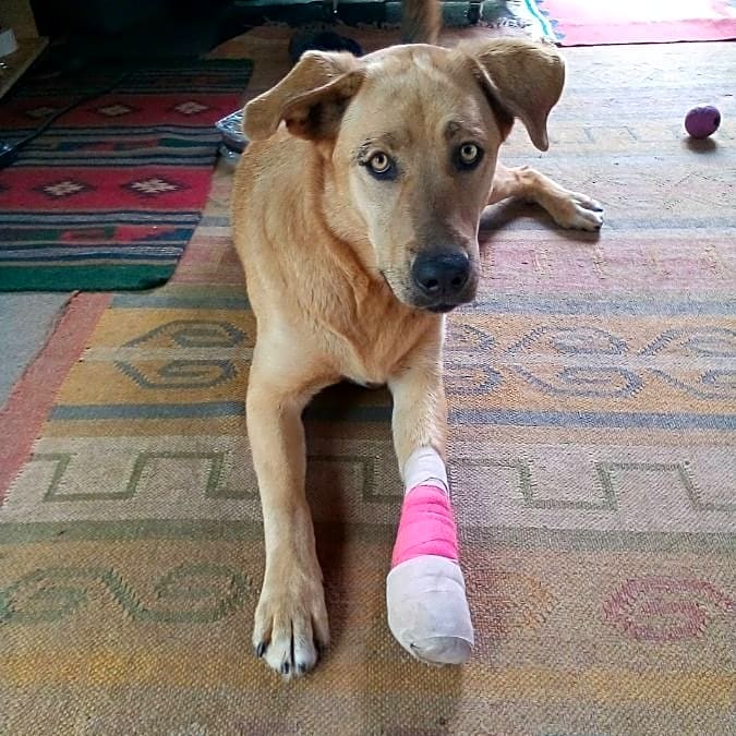 Photo of HULA
