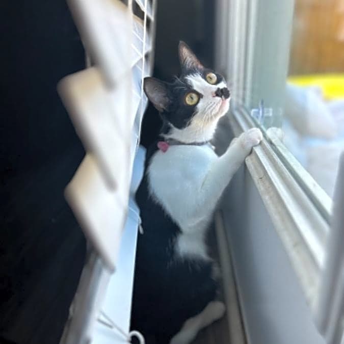Photo of Suki