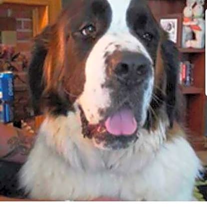 Photo of Ranger