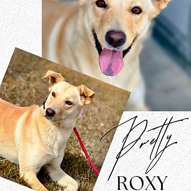 Photo of Roxy