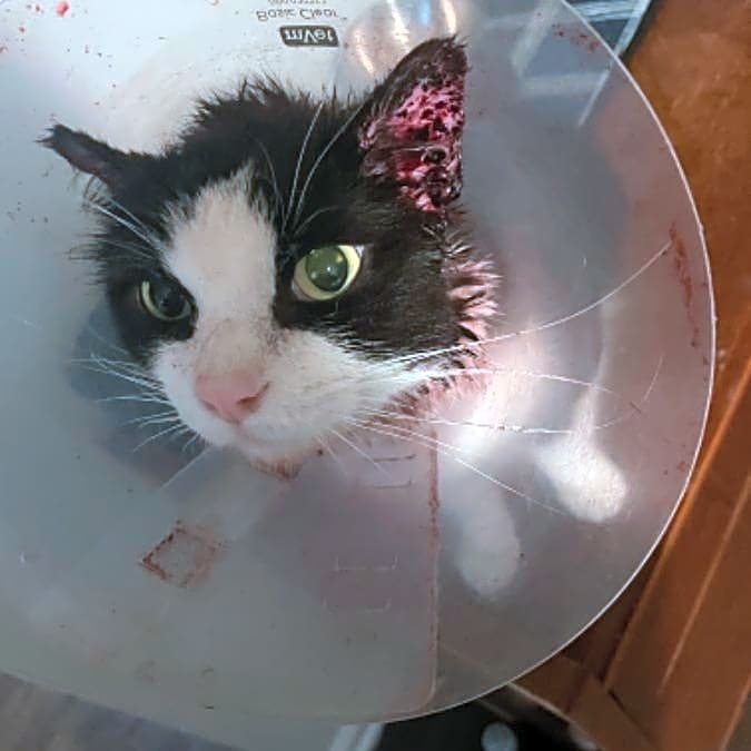 Photo of Shredder