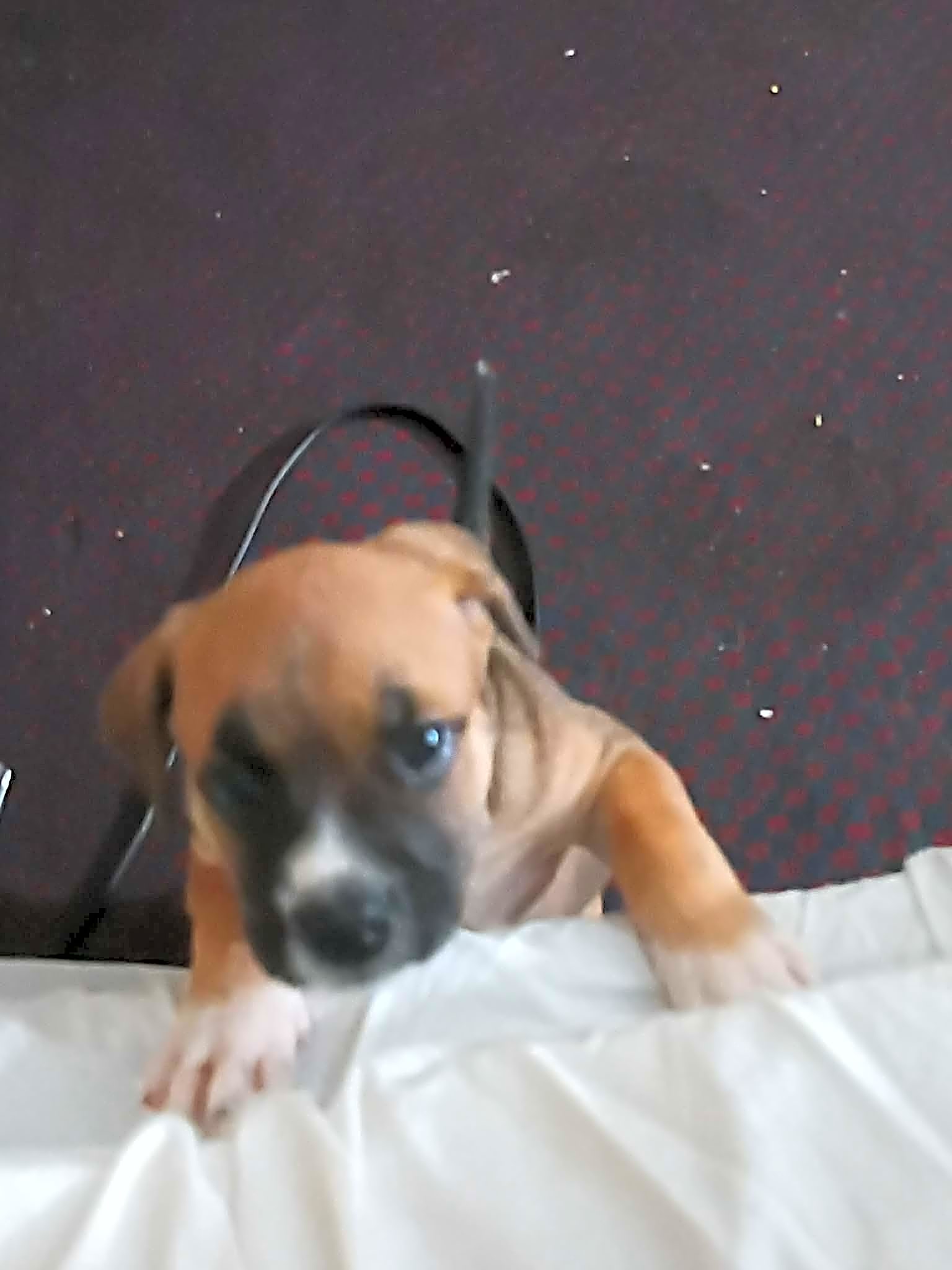 Photo of xena