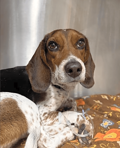 Photo of Daisy Mae