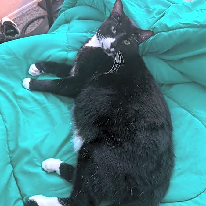 Photo of Felix