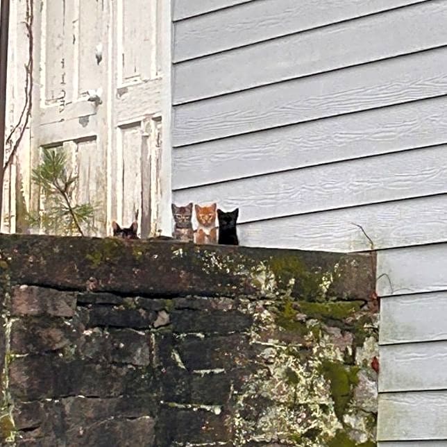 Photo of Feral Kitten 1