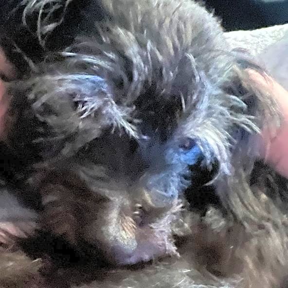Photo of Toto