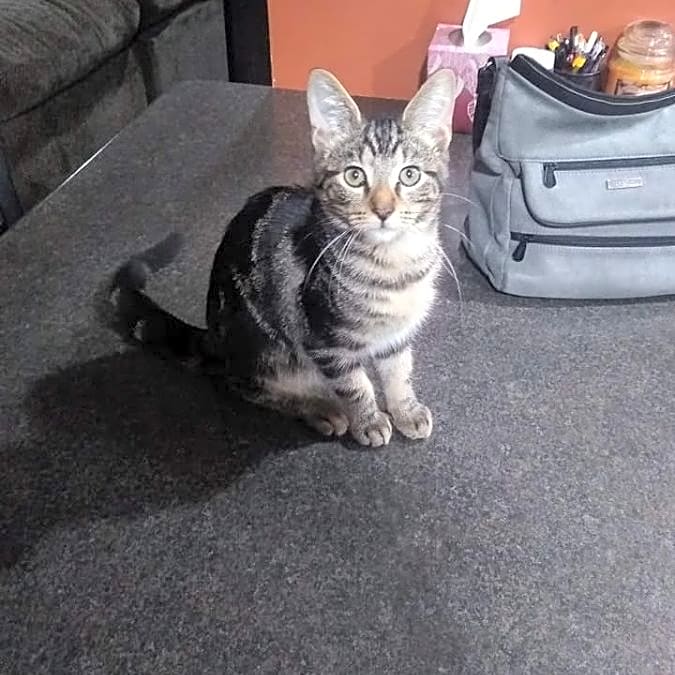 Photo of Milo