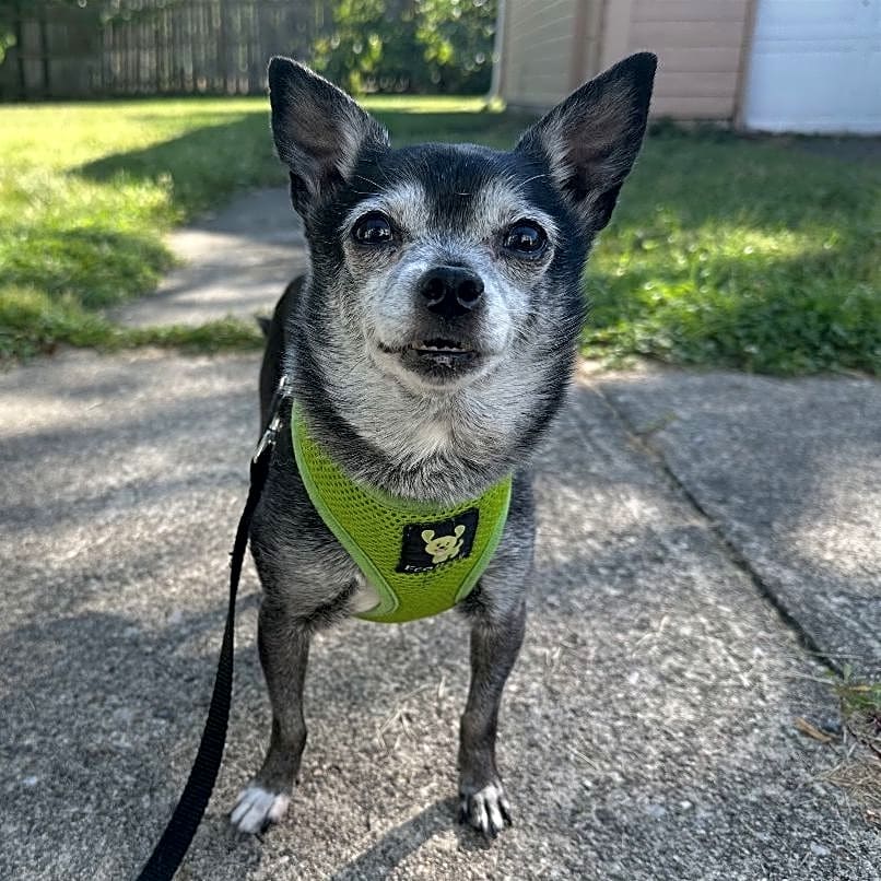 Photo of Dobby