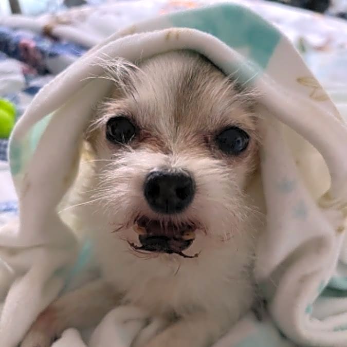 Photo of Anakin