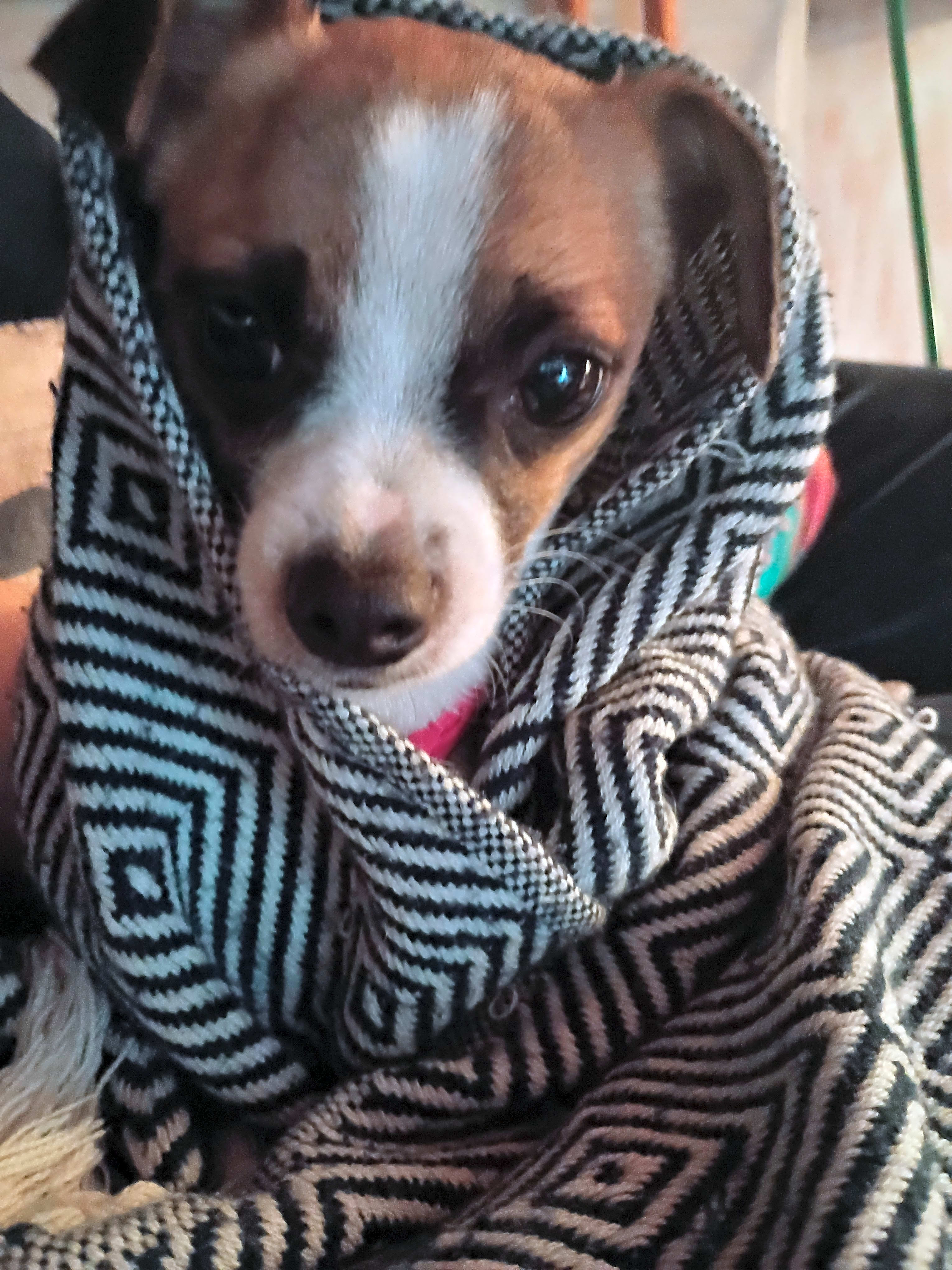 Photo of Bonnie