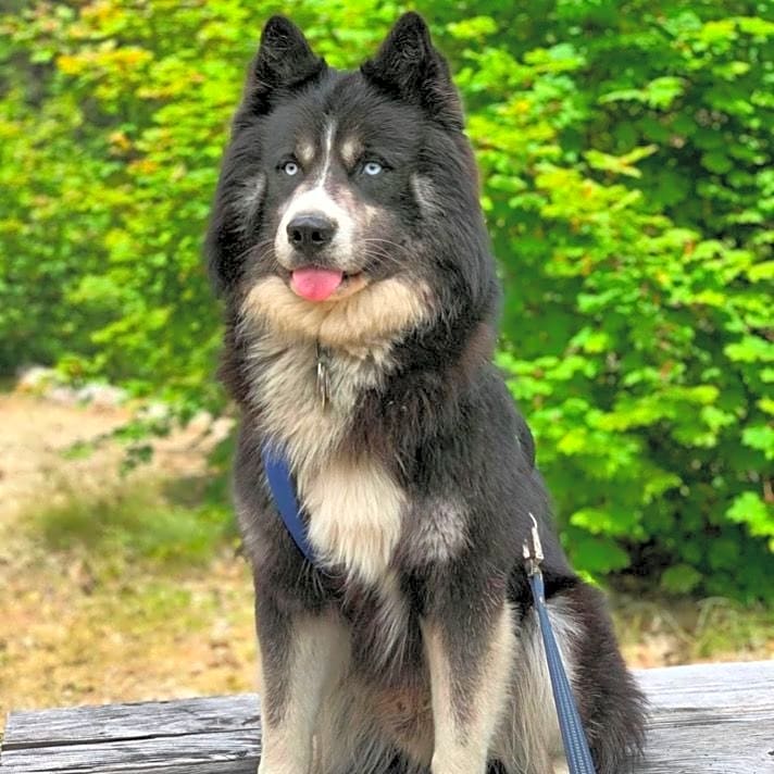 Photo of Blue