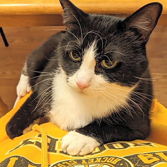 Photo of Midnight