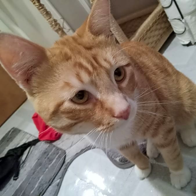 Photo of Cheeto
