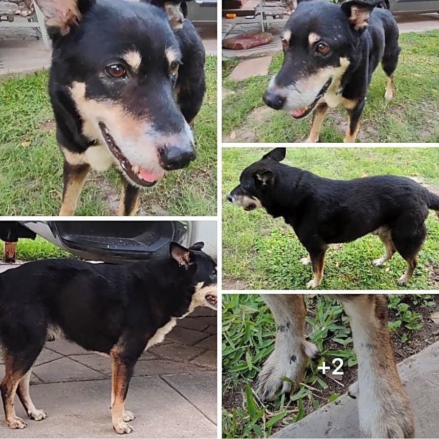 Photo of Bandit