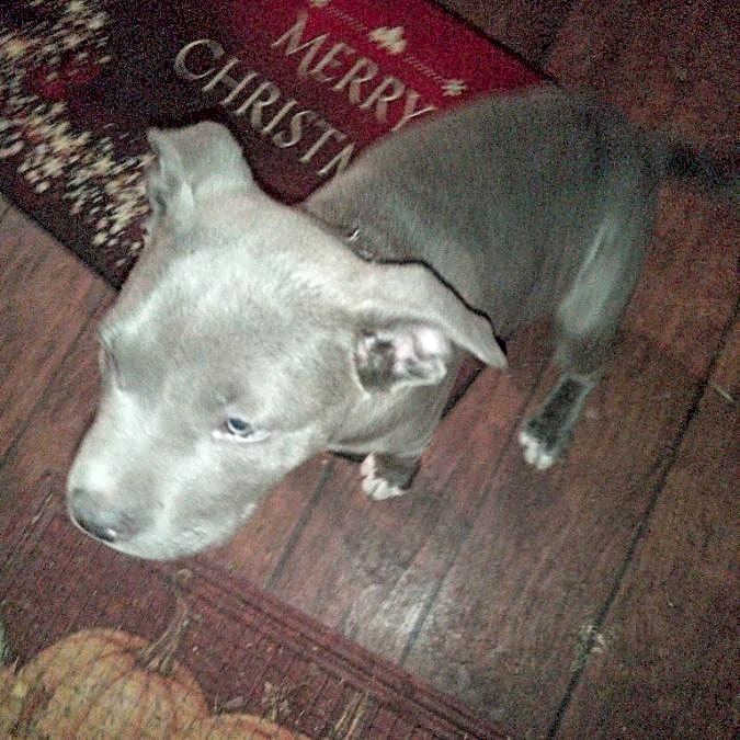 Photo of Luna