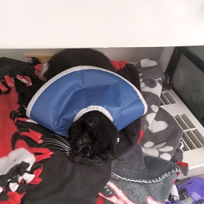 Photo of Oreo