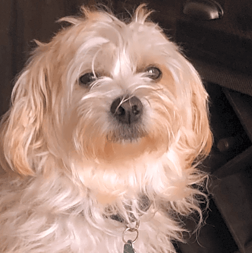Photo of Lola