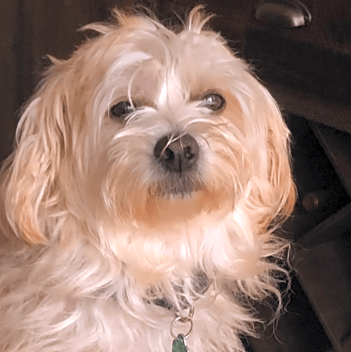 Photo of Lola
