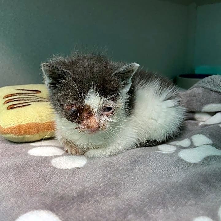 Photo of Puff