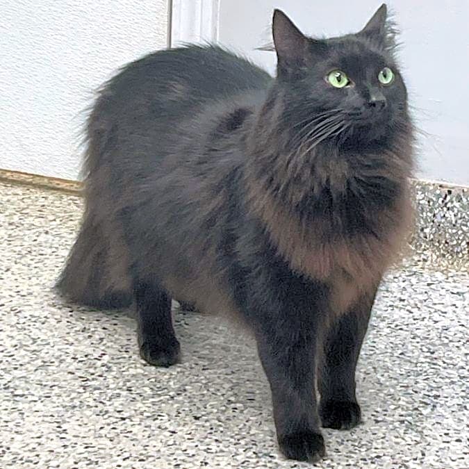 Photo of Shadow