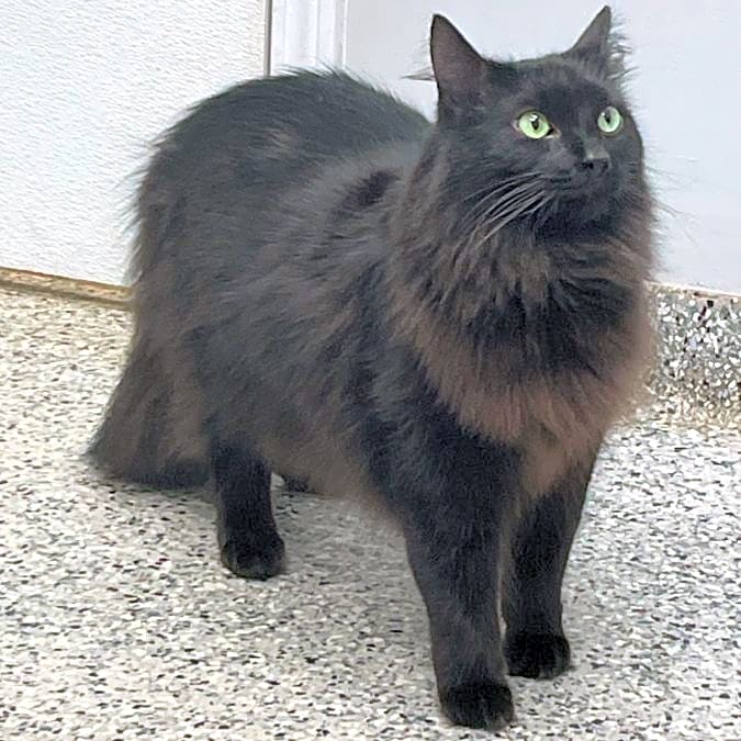 Photo of Shadow