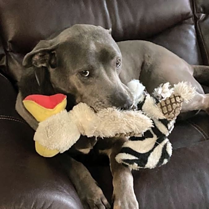 Photo of Riley