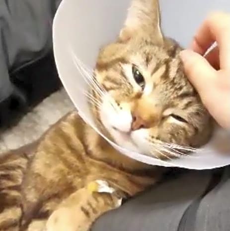 Photo of Lil Kat