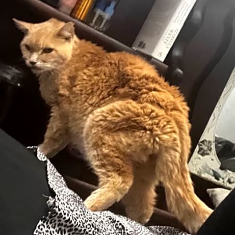 Photo of Waffie