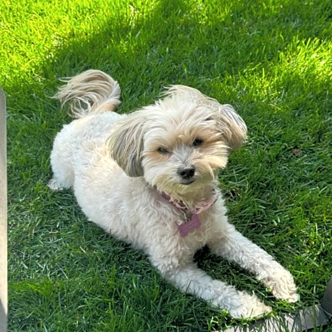 Photo of Sage