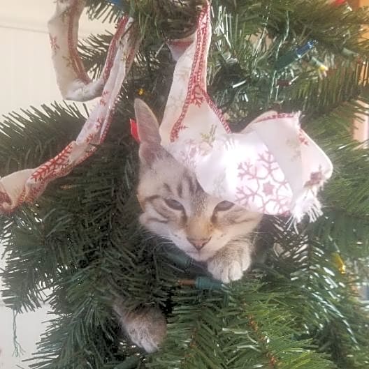 Photo of Tiny
