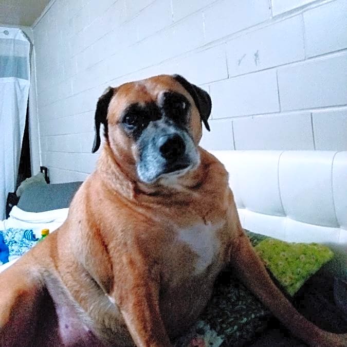 Photo of Roxy