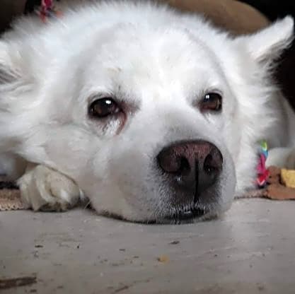 Photo of Scooby-Doo